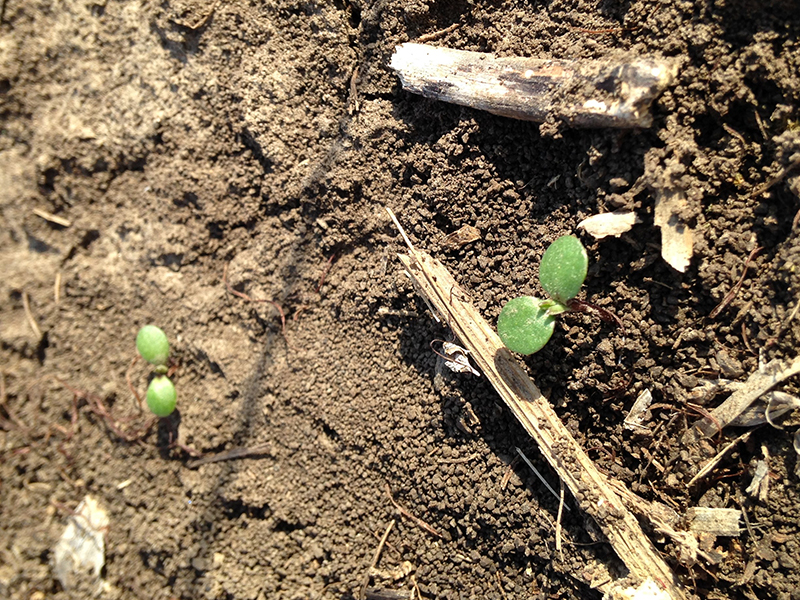 Common ragweed in no-till