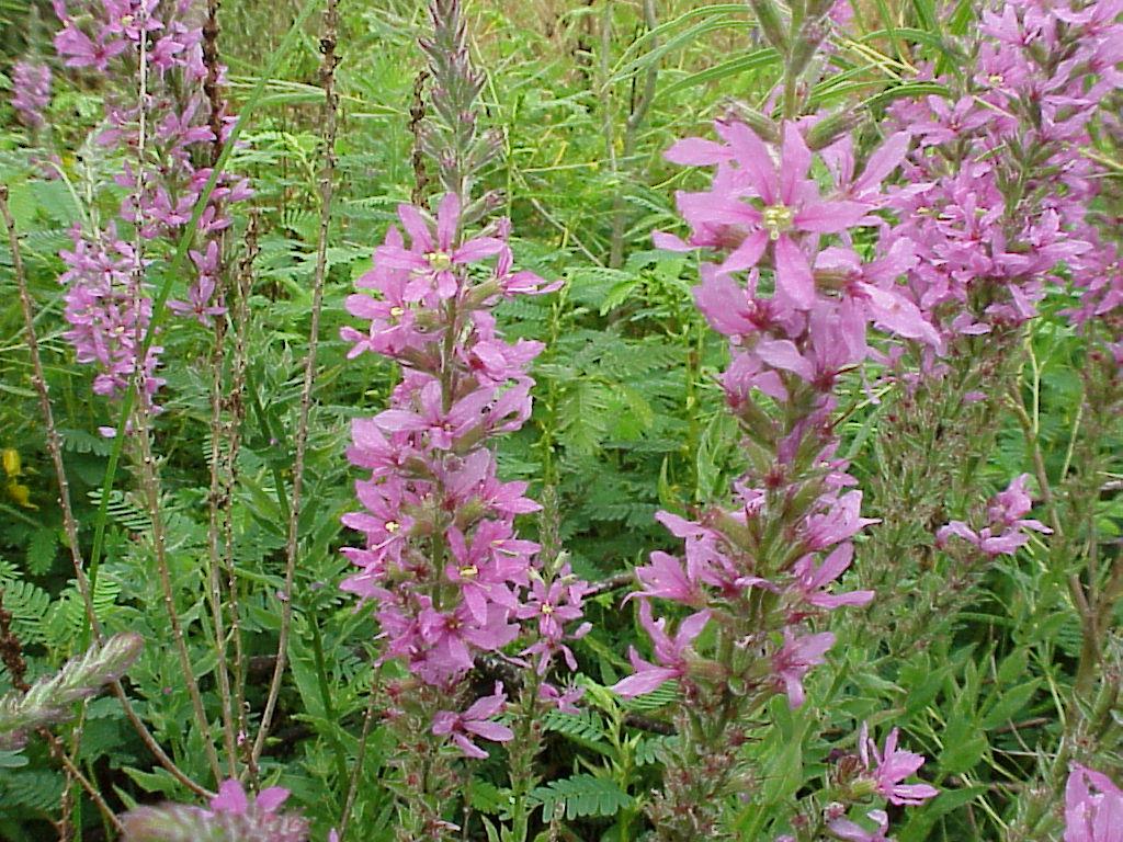 Purple loosestrife