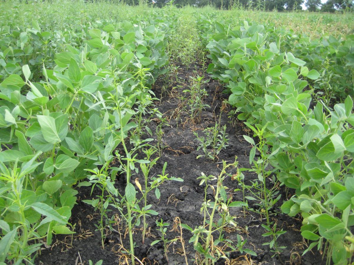 Level of weed control with a single POST herbicide application