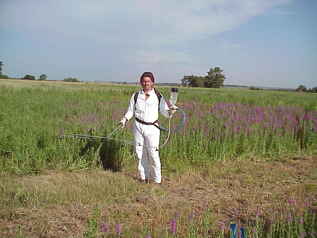 Stevan Knezevic in PPE preparing to treat purple loosestrife