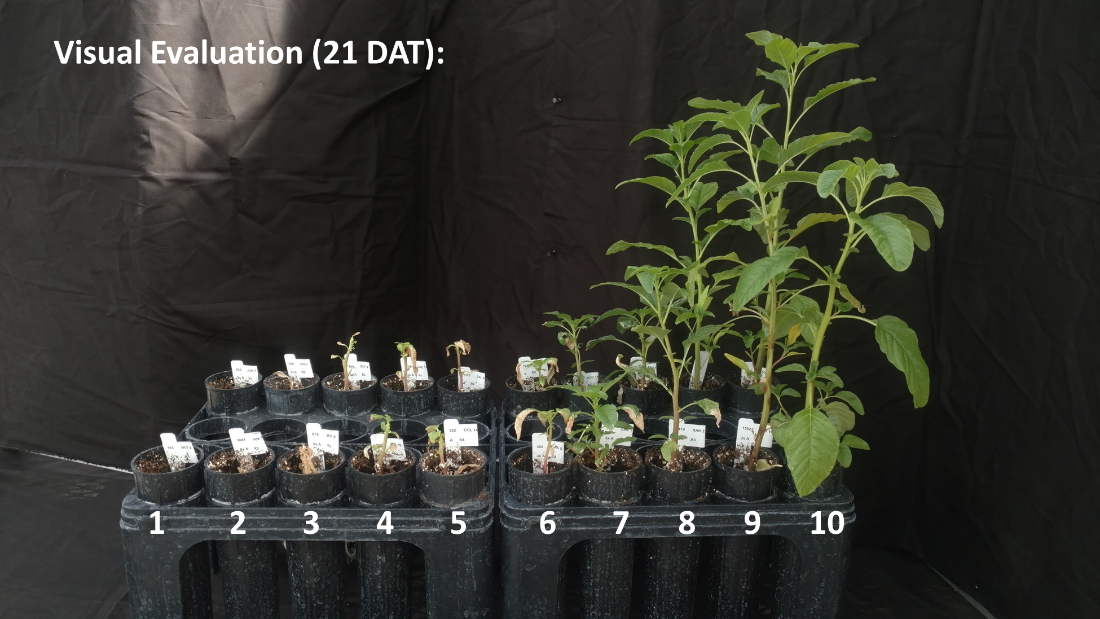 Visual evaluation of waterhemp populations 21 days after treatments.