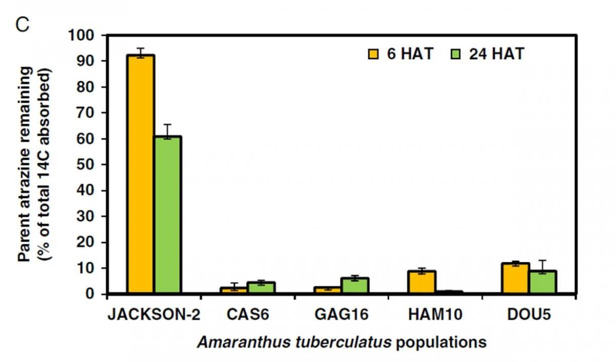 Chart showing percent atrazine remainin in four waterhemp populations