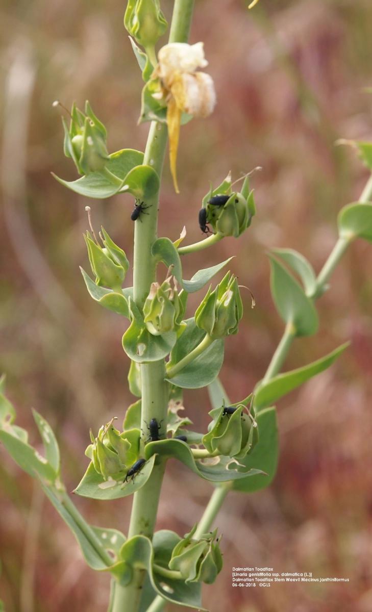 Dalmation toadflax with stem-boring weevil
