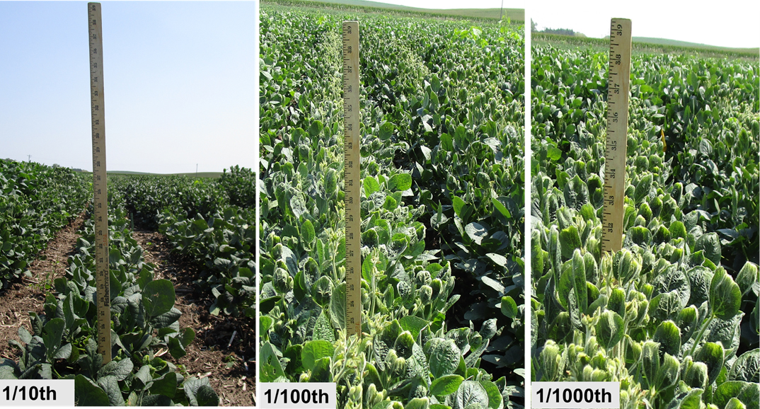 Soybean height as influenced by three rates of Engenia applied at V7/R1 stage