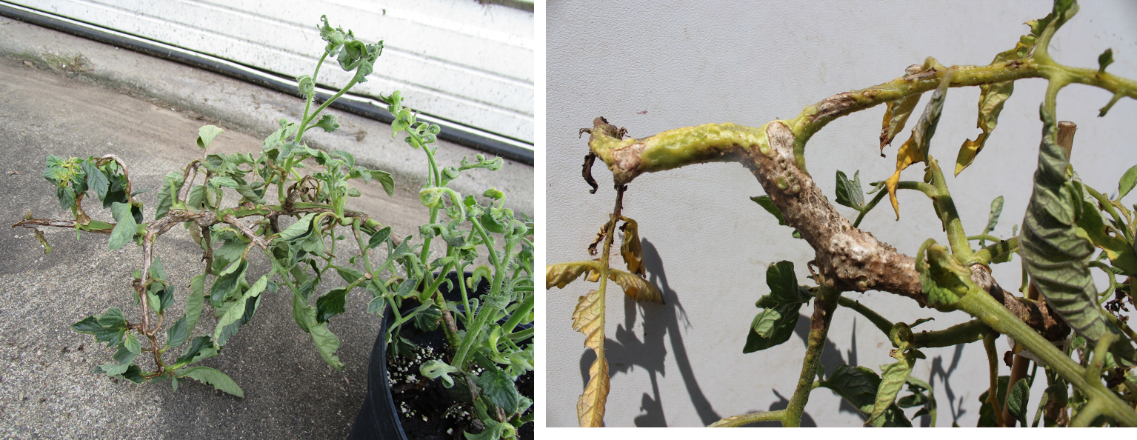 Tomato plants exhibiting dicamba injury