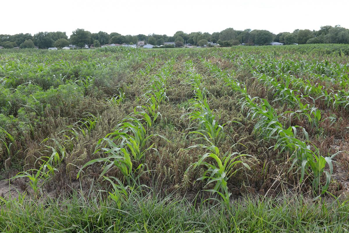 Marestail competing with corn