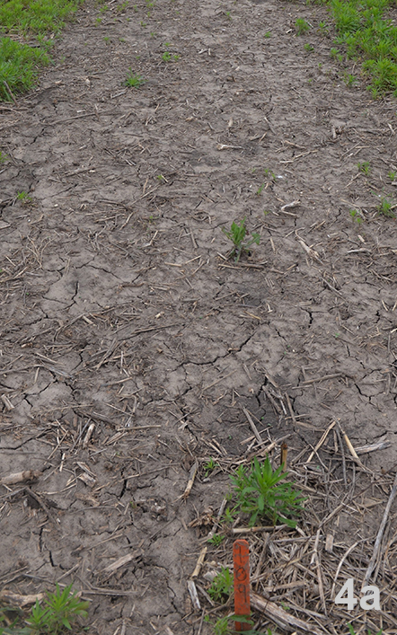 Marestail controlled by tillage