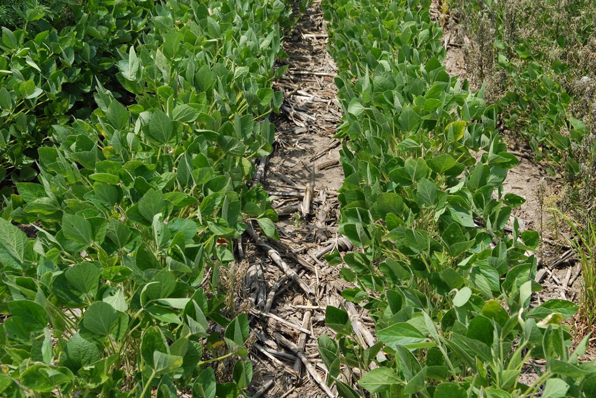 Figure 5. 2,4-D (2.1 pt/acre) applied preplant followed by Authority MTZ (20 oz/acre) applied pre-emergence followed by Liberty (36 fl oz/acre) applied post-emergence. Photo was taken 7 days after post-emergence herbicide application.