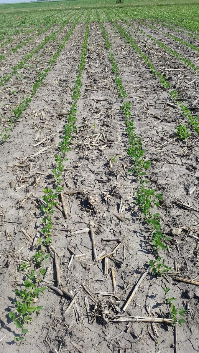 Soybean field with preemergence herbicide treatment