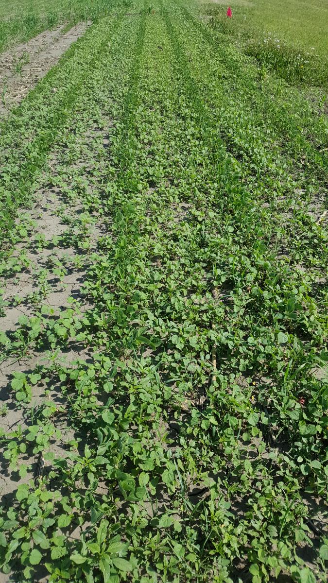 Soybean field without preemergence herbicide treatment