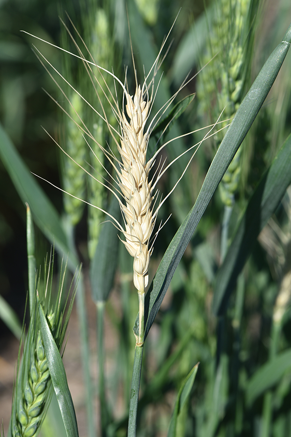 White head of wheat