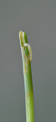 Wheat stem maggot damage