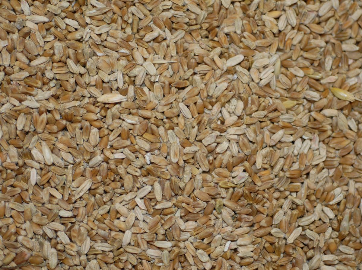 Fusarium infected wheat seed