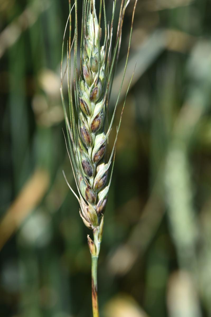 Wheat with black chaff