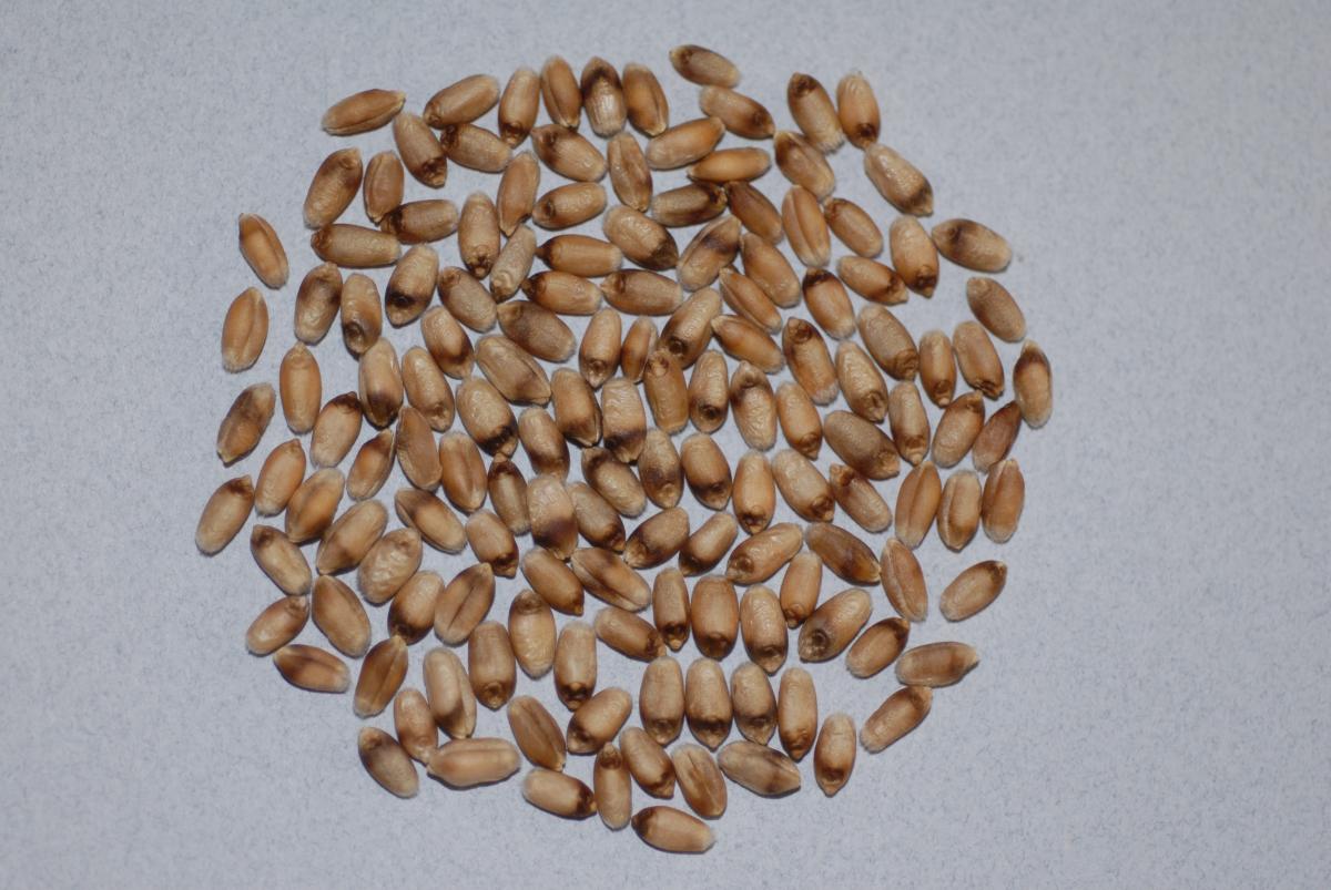 Wheat seed with black point