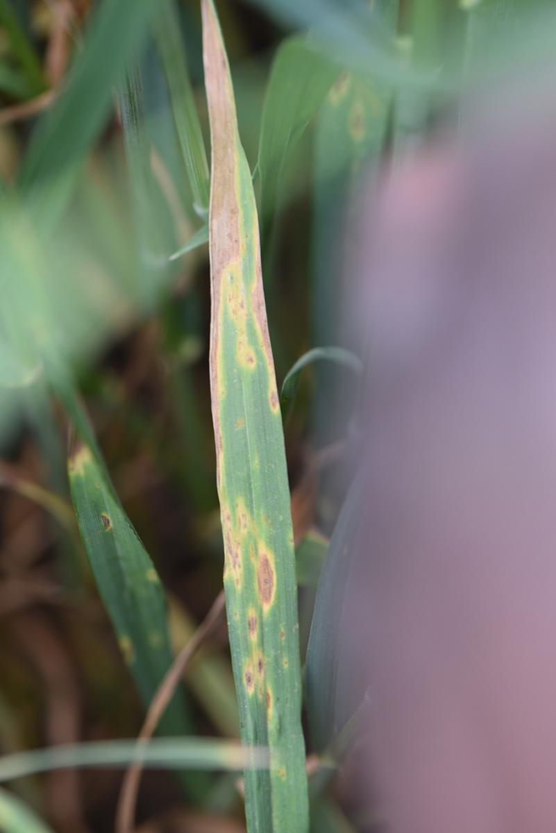 Fungal leaf spot on a wheat leaf