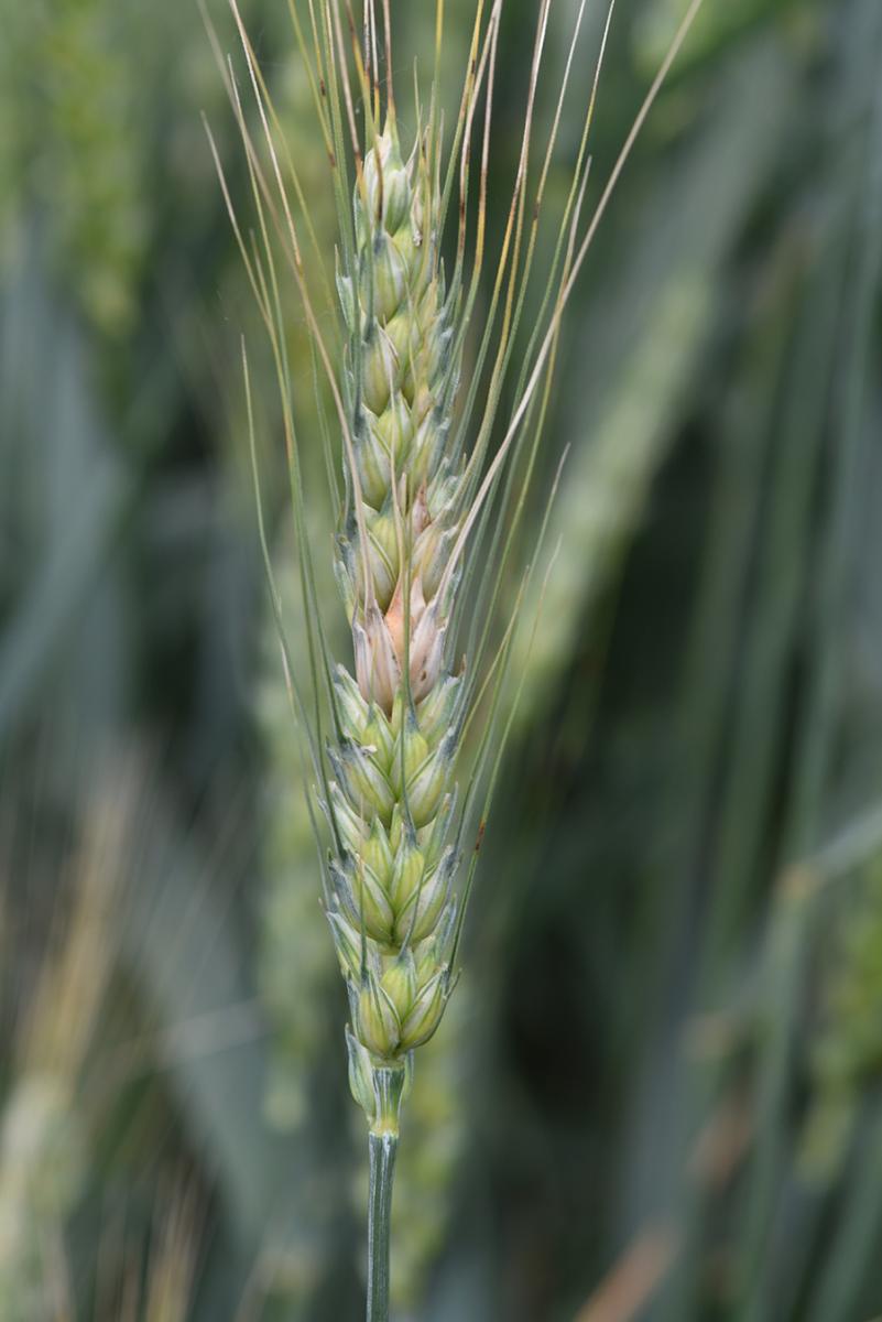 Fusarium head blight in wheat