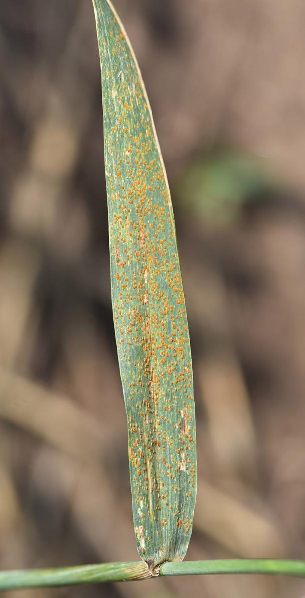 Leaf rust on wheat