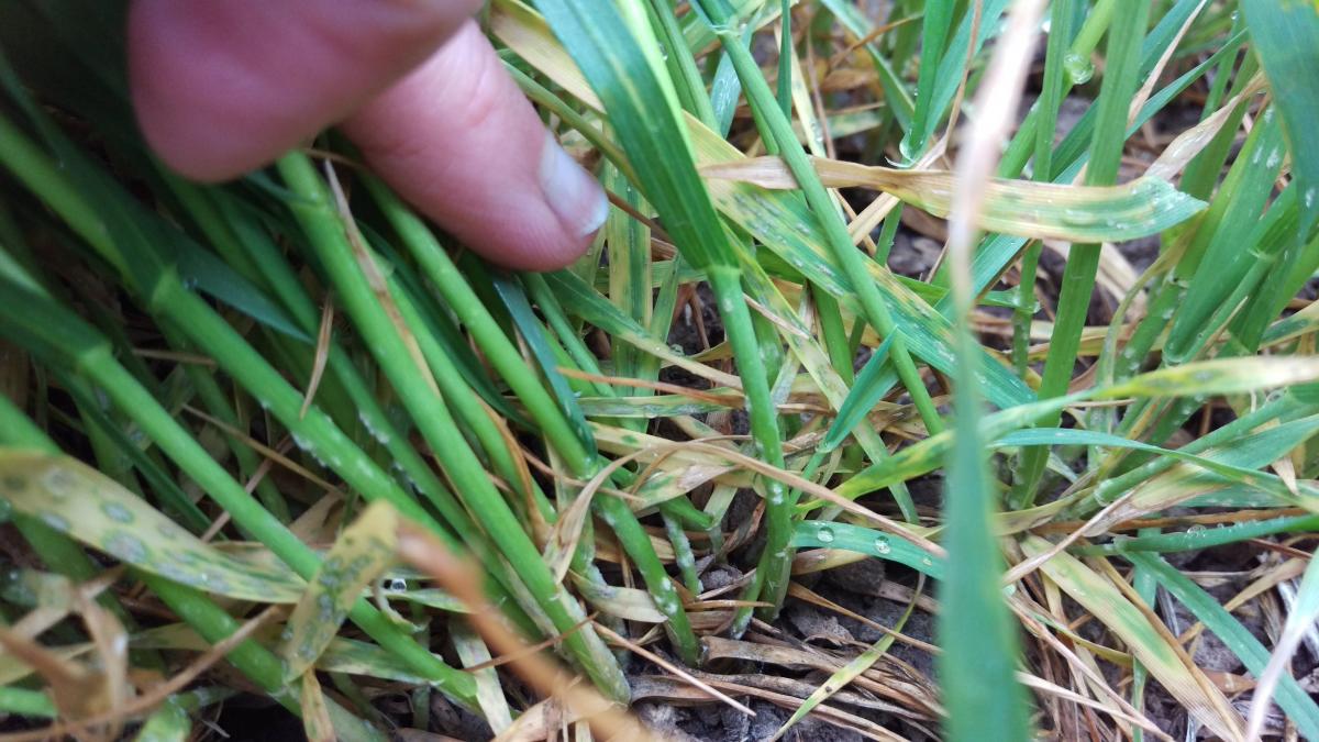 Starting stages of powdery mildew in wheat