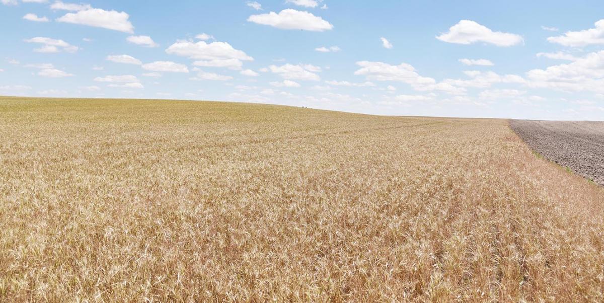 Premature drydown of diseased wheat field