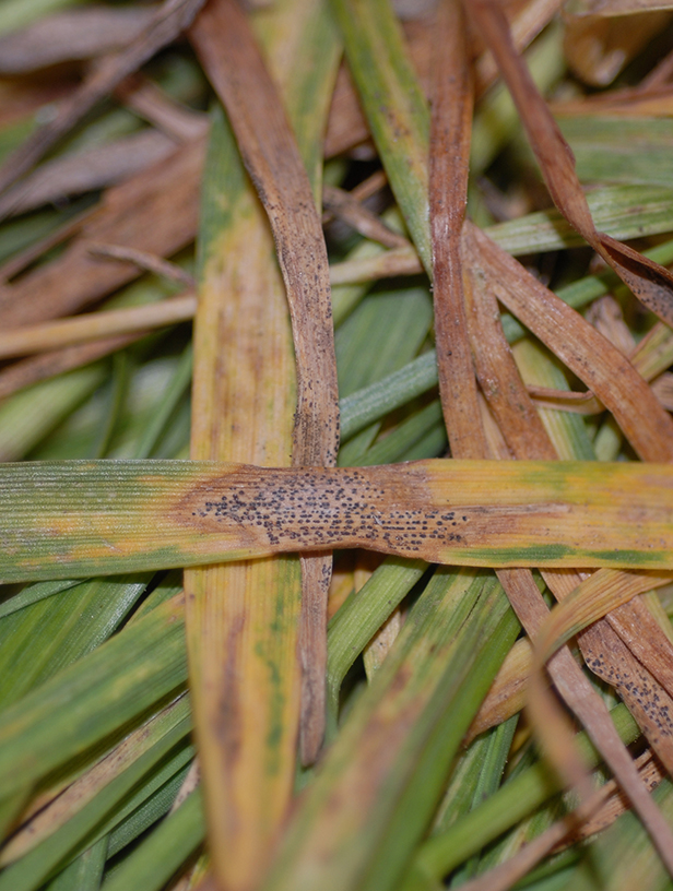 Pycnidia on a wheat leaf