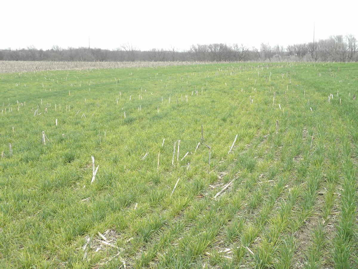 Wheat field with wheat soilborne mosaic