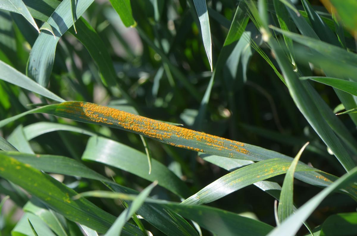Stripe rust on a wheat leaf