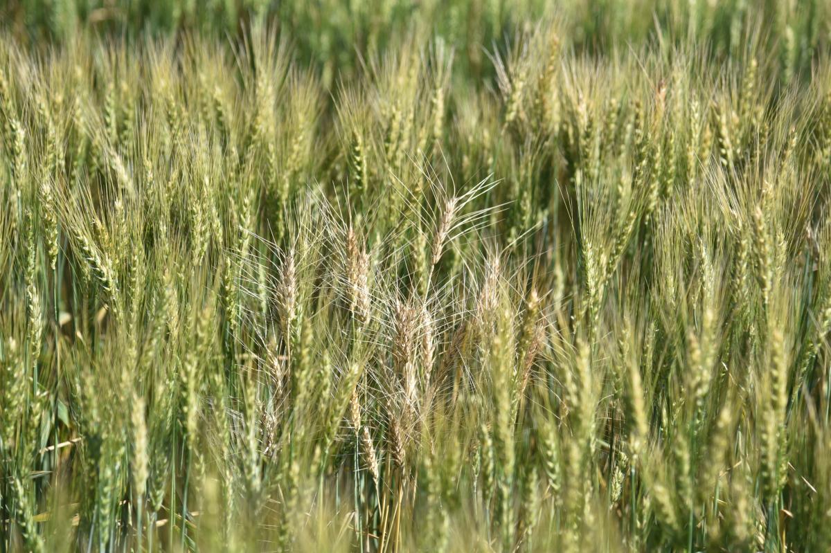 Take-all disease in wheat