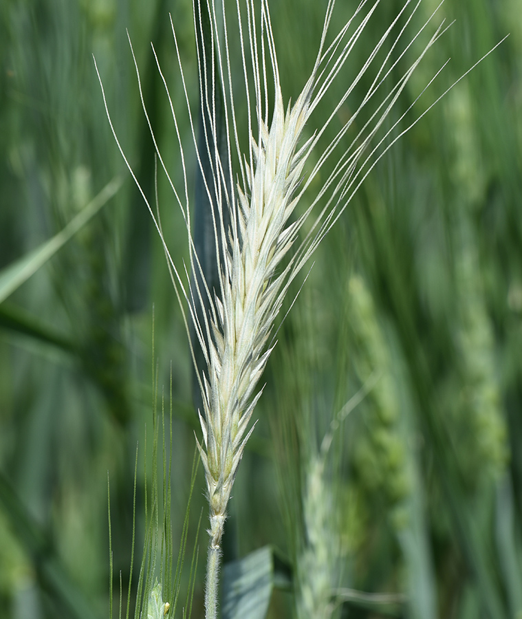 White head of wheat