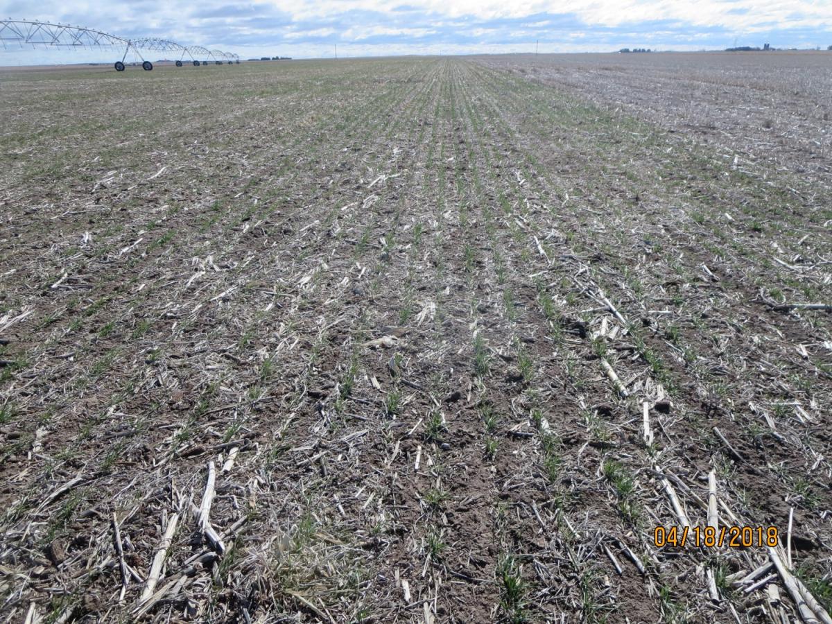 Late-planted irrigated wheat