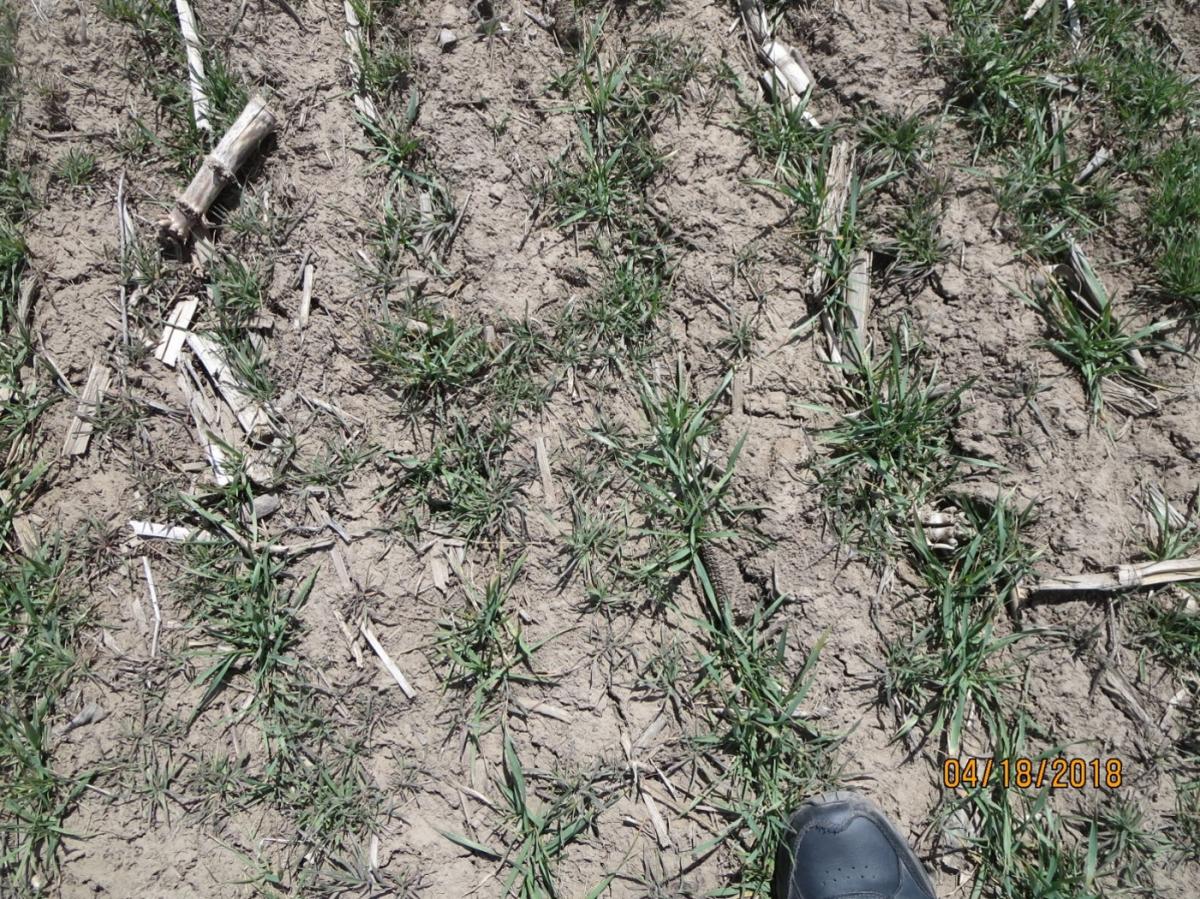 Downy brome in winter wheat