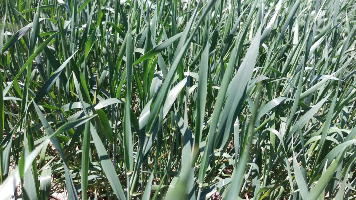 Moisture-stressed wheat takes on a blue-gray appearance in the field