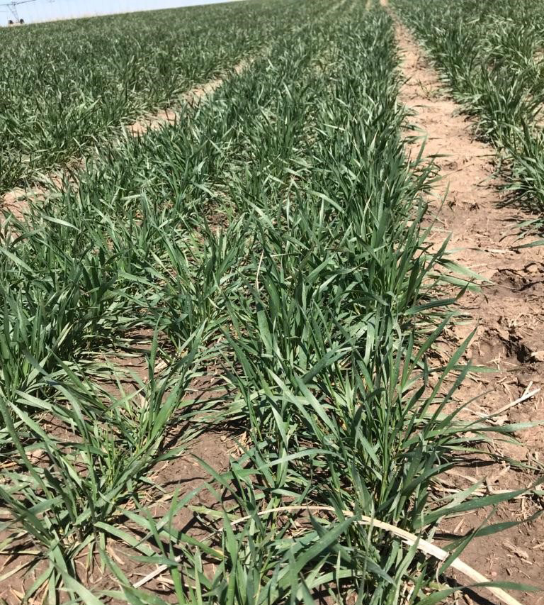 Winter wheat near Sidney