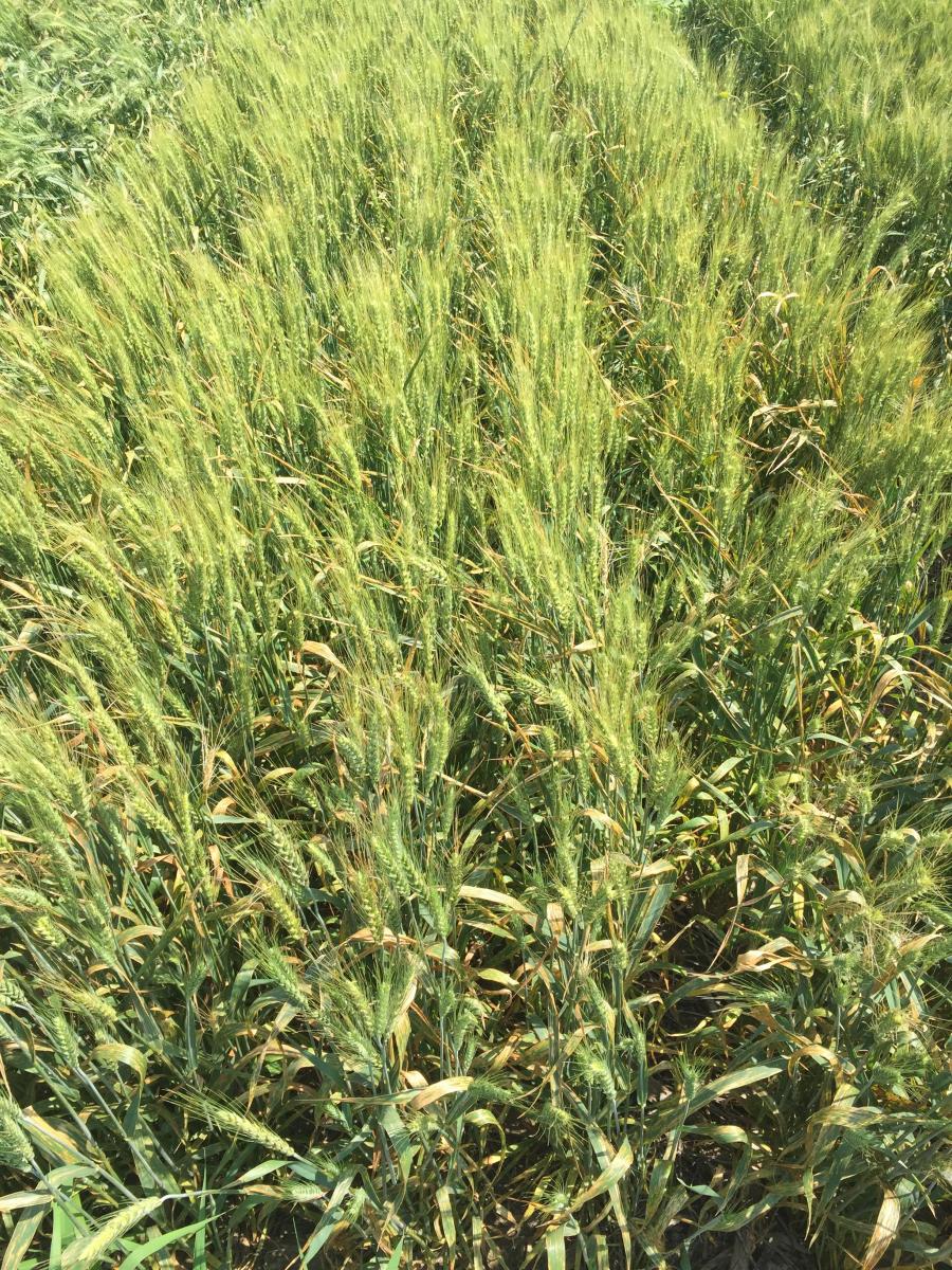 Wheat 2018