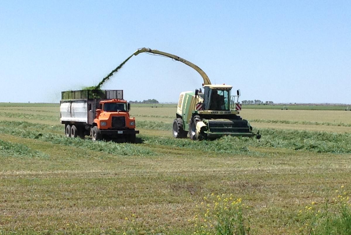 Blowing wheatlage into a truck