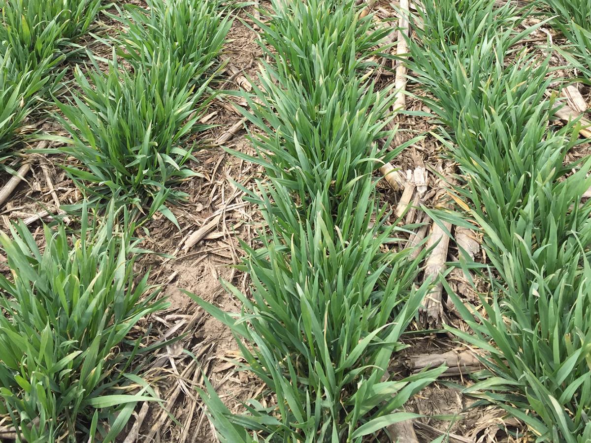 Early planted wheat