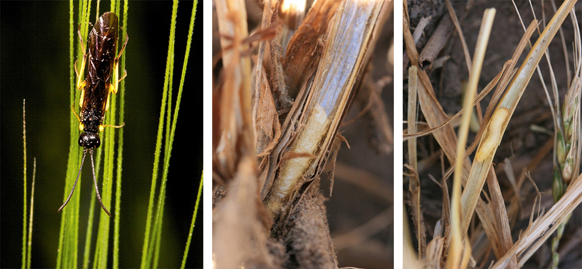 Composite of photos of wheat stem sawfly in wheat