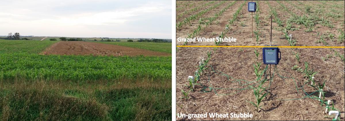 Trial of grazed and ungrazed cover crop after wheat
