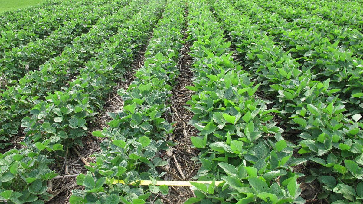 Plots of dicamba-susceptible and dicamba-resistant soybean
