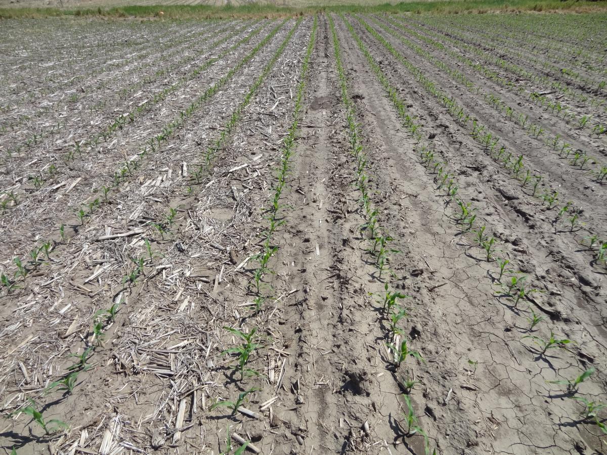 Corn field comparing areas with and without residue