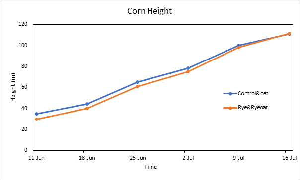 Corn height measurements in control and oats and rye and rye-oats