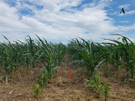 Corn height on June 18 after control