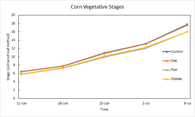Vegetative stages of corn following different cover crops