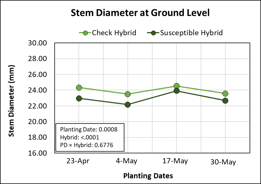 Graph showing effects of four planting dates and two hybrids on stem diameter measured at ground level. 