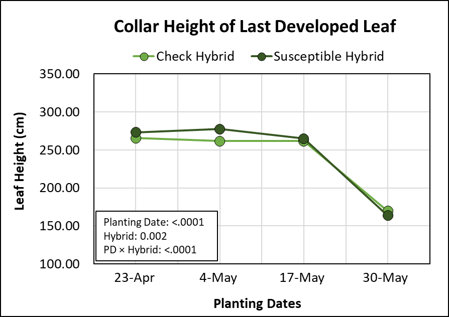 Graph showing the effects of four planting dates and two hybrids on collar height of last developed leaf.
