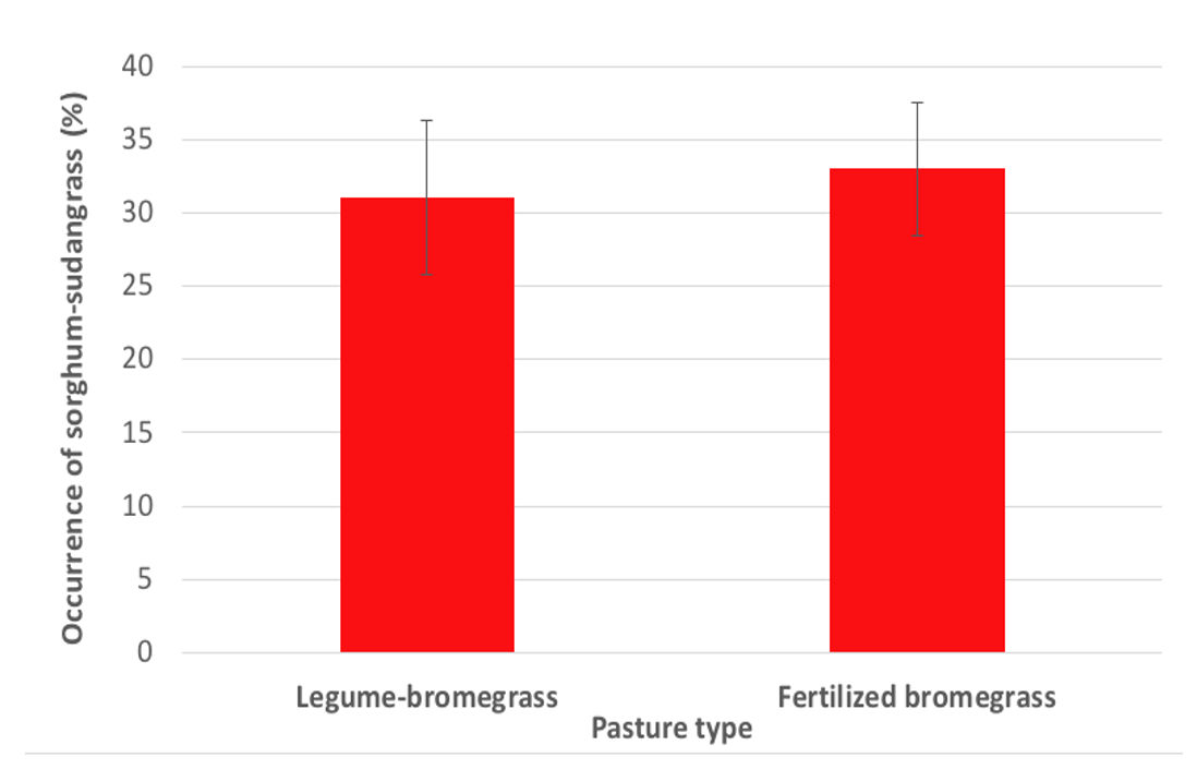 Bar chart showing the percentage occurrence of sorghum-sudangrass interseeded into legume-smooth bromegrass and N-fertilized smooth bromegrass pastures