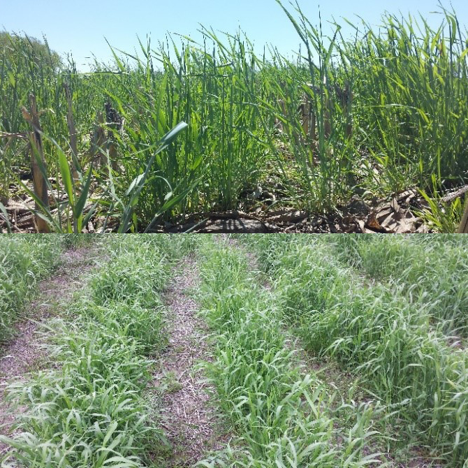 Cereal rye planated in cover crop trial