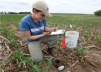 Collecting sorptivity data at the research site at the Eastern Nebraska Research and Extension Center near Mead.