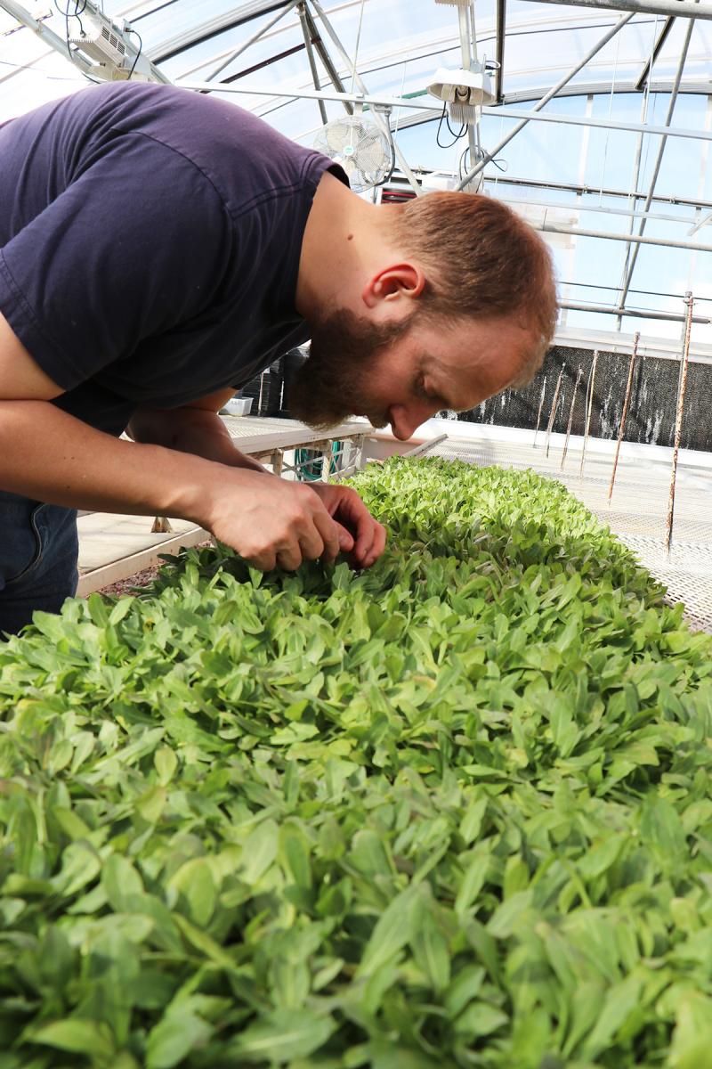 Lawrence examining a tray of rubber dandelion plants in the greenhouse