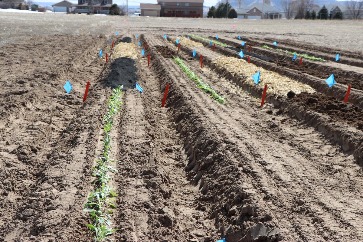 Rubber dandelion plants in a field trial at the Panhandle REC